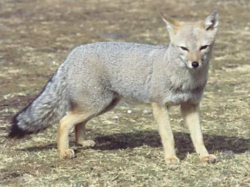 La mejor canción de la historia