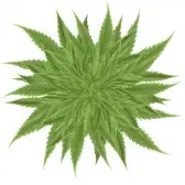 Cannabis sativa parte 1 (caracteristicas)