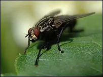 ¿Porque las Moscas son Dificiles de Matar? +Yapa