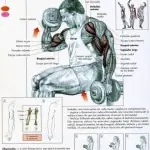 ejercicios para triceps y biceps