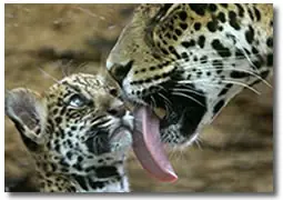 el jaguar (en peligro de extincion)