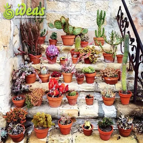 Cactus ¿Tu Planta Ideal?