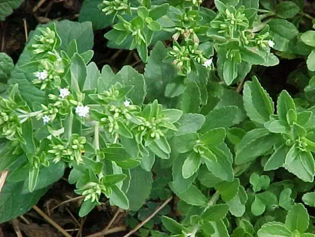 plantas medicinales tal vez alguna te sirva (25 en total)