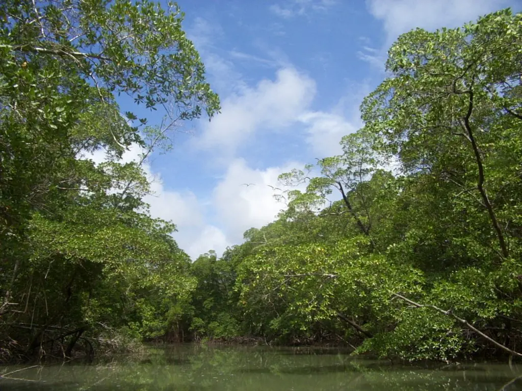 Un viaje por la selva amazonica (info)