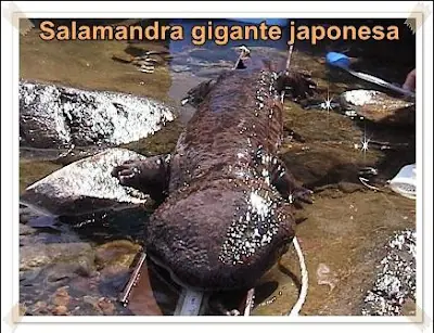 El Top ten de los animales más longevos del mundo.