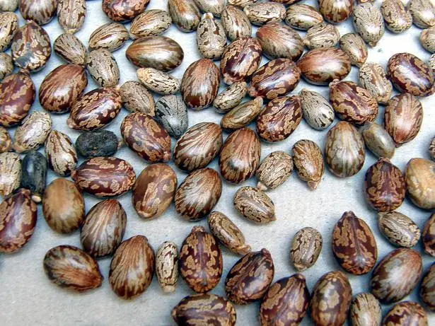 Remedios caseros para la tenia solitaria.