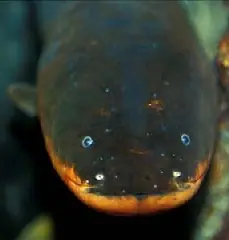 Anguila Electrica, informate un poco y hacle un homenaje