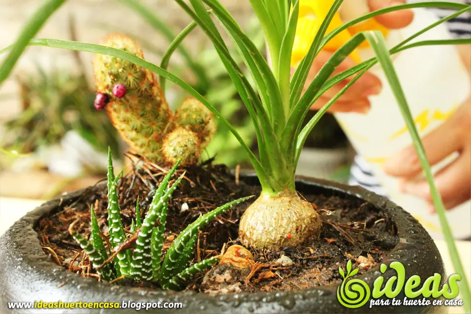 ¿Como Hacer un Terrario? Mi Primer Terrario!