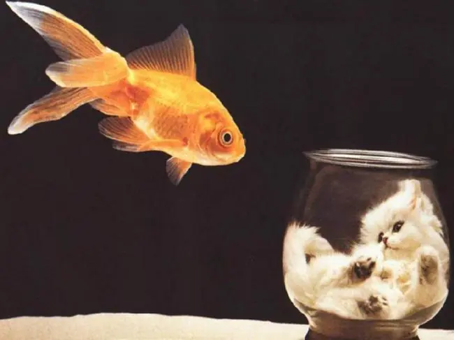 Como limpiar el pescado proceso paso a paso limpiar y filete
