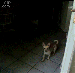 Animales VS vidrios