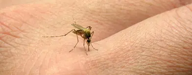 Los mosquitos nos adoran porque apestamos