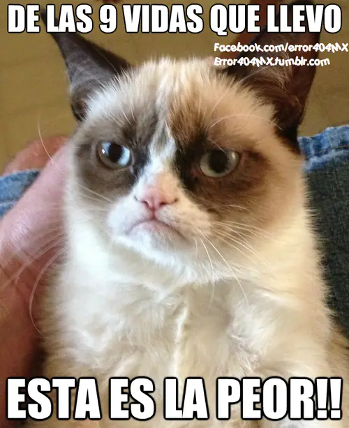Gato Malhumorado