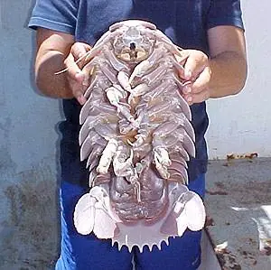 Bicho bolita