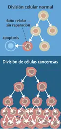 Cura contra en cancer una realidad oculta al mundo