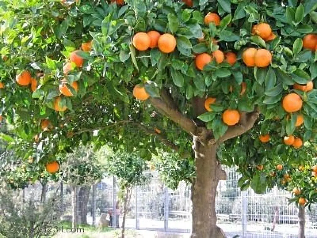Propiedades curativas del mango