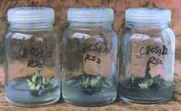 cultivo in vitro por yemas (interesante)