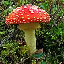 Hongos alucinogenos [info+imagenes]