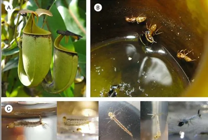 Alianza entre una planta carnívora y una colonia de hormiga