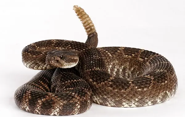 Veneno de serpiente de cascabel es eficaz contra el cáncer