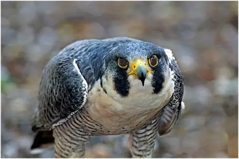 El animal aéreo mas rápido del mundo