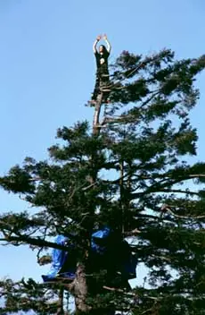 La mujer que salvo a un árbol viviendo en el.