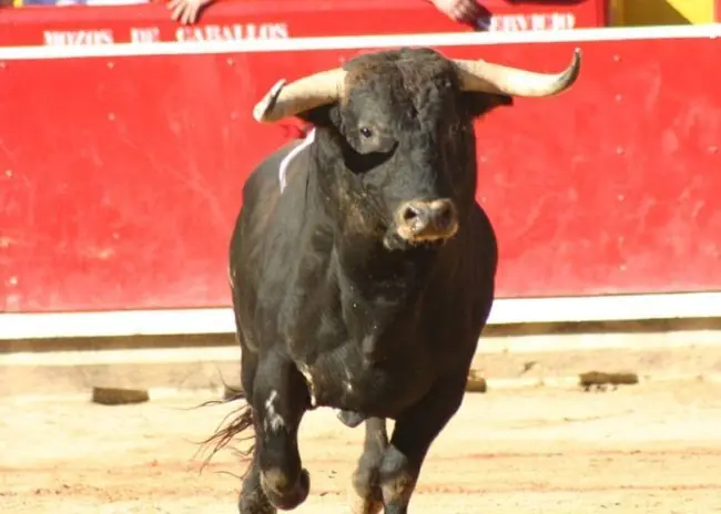 Masturbador de toros, el peor empleo de la historia...