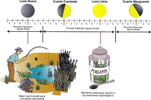 Fases de la luna e influencia en plantas