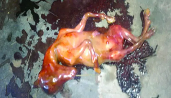 Mujer da a Luz a extraño ser con forma de caballo