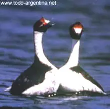 Animales en Peligro de Extinción (Locales Sudamerica)