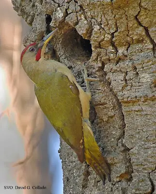 Pajaro Carpintero (Picus Viridus)