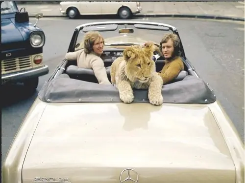 Un león en casa