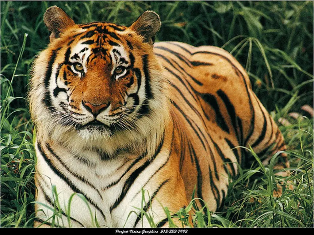 10 Curiosidades del tigre