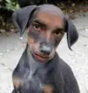 La verdad sobre los perros...