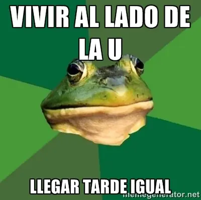 "El Sapo Meme" Nuevos (Bachelor Frog )