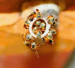 Mejores cultivos con Abejas