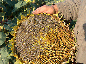 abeja