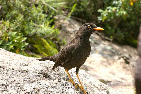 Aves Argentinas