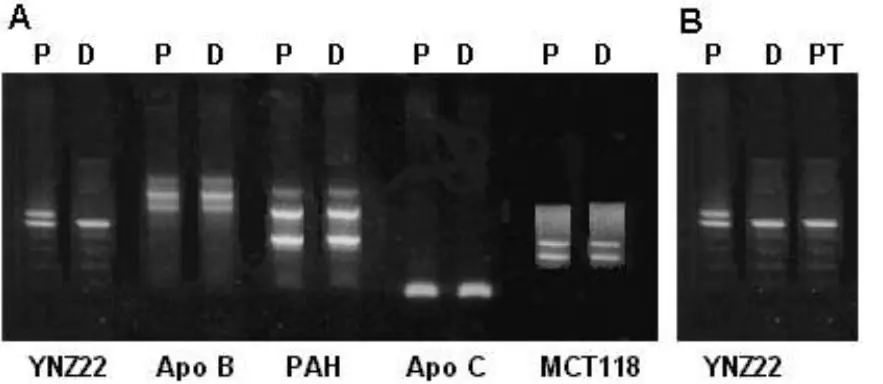 Quimerismo: Dos personas en una.