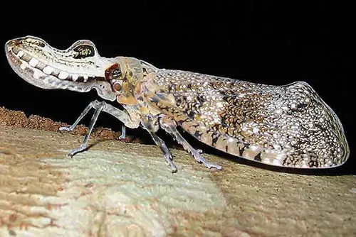 Si te pica esta mariposa y no tenes sexo, morís