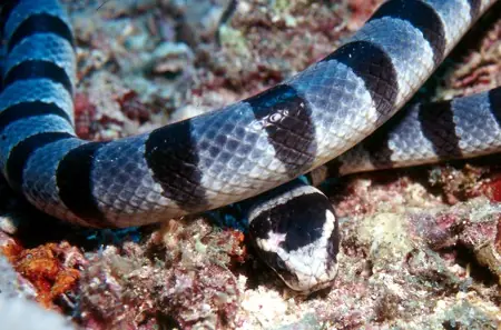 queridos
