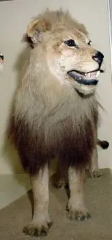 algunos
