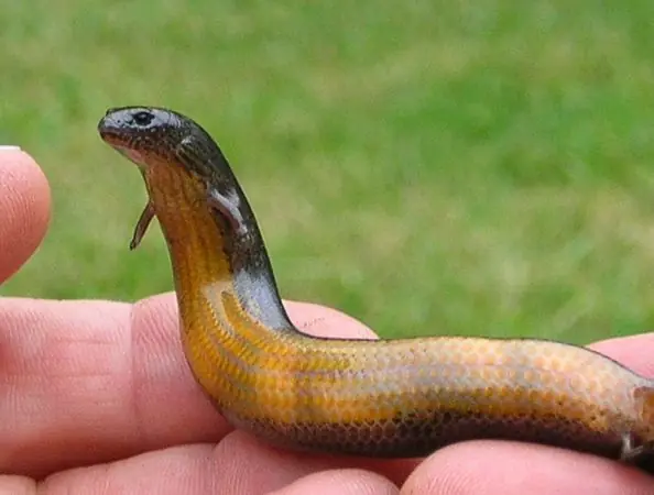 Más pruebas de la Evolución .