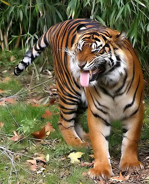 Tigre: Clases