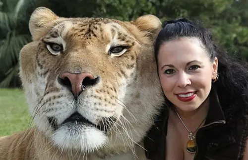 Hércules, el felino más grande del mundo