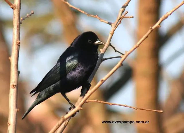 Aves de la Republica Argentina:fotos y cantos