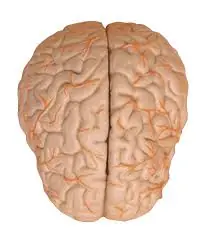 ¿Para qué sirve el cerebro?