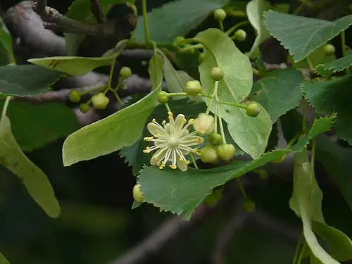 Cómo comer fruta en Buenos Aires sin pagar nada