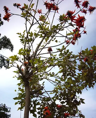 Árboles de por acá... (algunos)