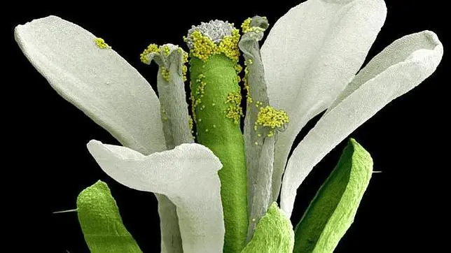 Las plantas hacen matemáticas por las noches