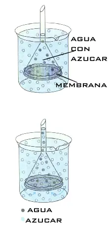 Algunos Experimentos Faciles Para Hacer en Casa